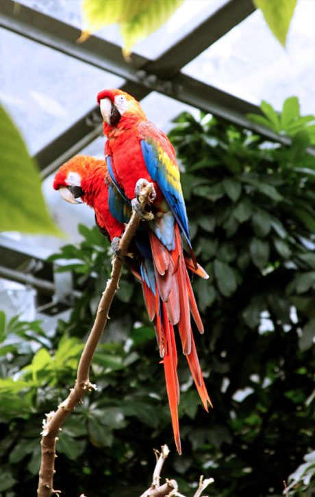 bird