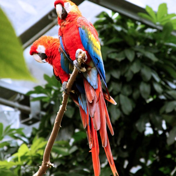 bird