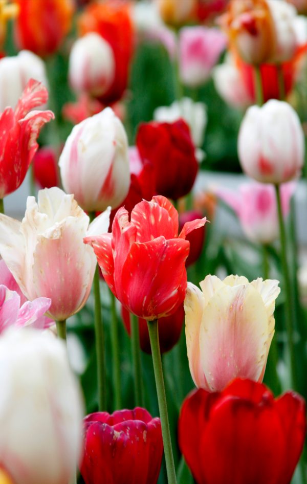 tulipe1