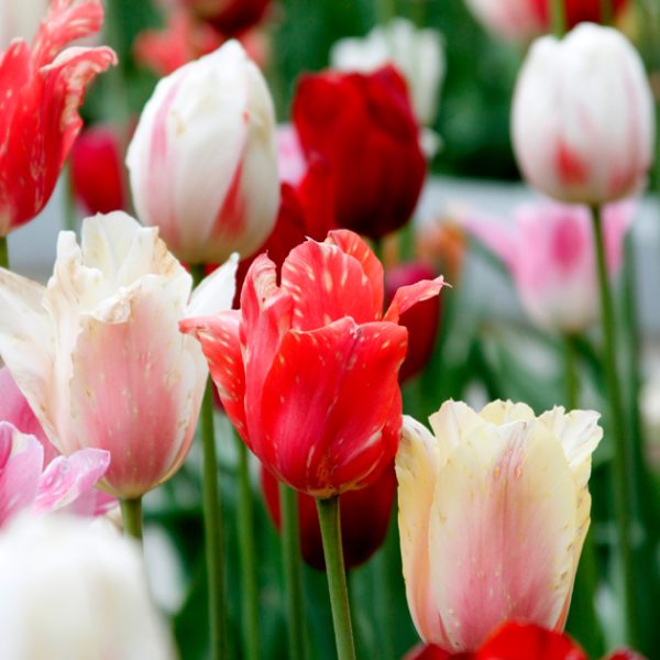 tulipe1